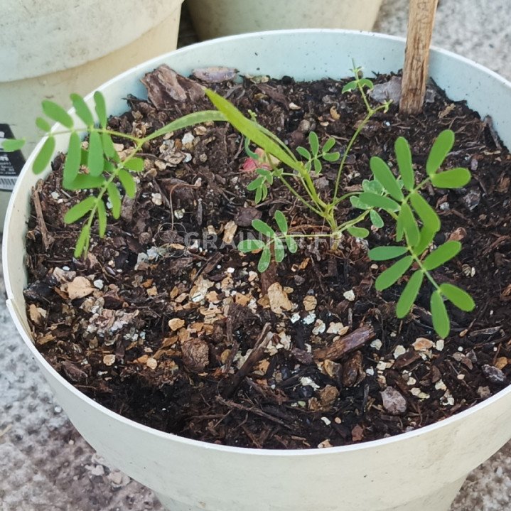 Acacia, Mimosa Saligna, Mimosa à feuilles de saule image
